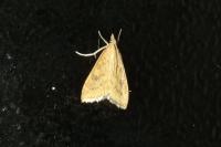 Udea ferrugalis