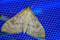 Patania ruralis