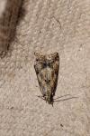 Brachmia blandella
