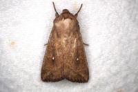 Mythimna albipuncta