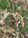 Cucullia absinthii