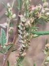 Cucullia absinthii