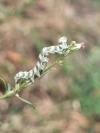 Cucullia absinthii