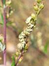 Cucullia absinthii