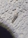 Scrobipalpa ocellatella