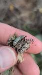 Paracorsia repandalis