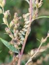Cucullia absinthii
