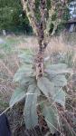 Paracorsia repandalis