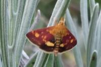 Pyrausta aurata