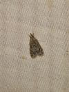 Eudonia truncicolella