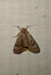 Noctua interposita