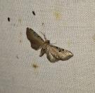 Eupithecia absinthiata