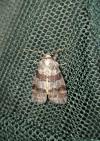 Cymatophorina diluta