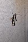 Ethmia bipunctella
