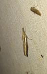 Agriphila tristella