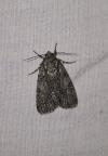 Acronicta rumicis