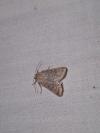 Hoplodrina ambigua/blanda