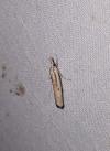Agriphila geniculea