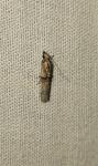 Nephopterix angustella
