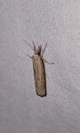 Pediasia contaminella