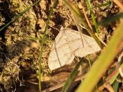 Mesotype parallelolineata