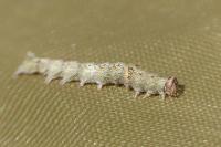 Allophyes oxyacanthae