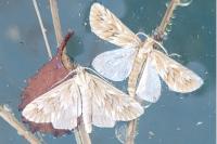 Cynaeda dentalis
