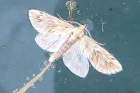 Cynaeda dentalis