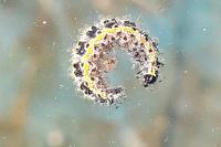 Ethmia bipunctella