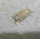 Spodoptera exigua