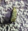 Dichelia histrionana