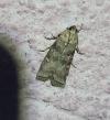 Dioryctria