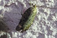 Dichelia histrionana