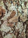 Xestia castanea