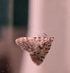 Aglossa pinguinalis