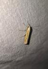 Agriphila tristella