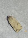 Noctua orbona