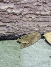 Anchoscelis litura