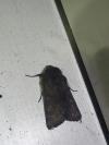 Aporophyla lueneburgensis