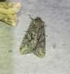 Dryobotodes eremita