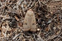 Noctua interposita