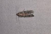 Ephestia