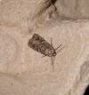 Spodoptera exigua