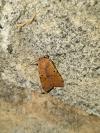 Agrochola lychnidis