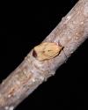 Clepsis consimilana