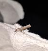 Pediasia contaminella