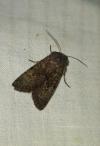 Aporophyla lueneburgensis