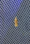 Helcystogramma triannulella