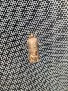 Agrotis ipsilon