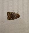 Conistra erythrocephala